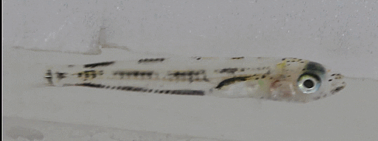  (tentatively) Sillago japonica シロギス 청보리멸 ( Early Juveniles )