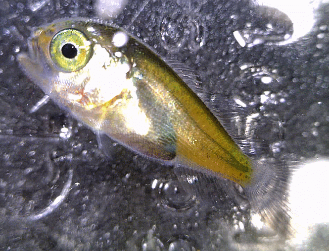  Branchiostegus sp.(Early Juveniles; tilefish) アカアマダイ類 옥돔-류 어린 유어