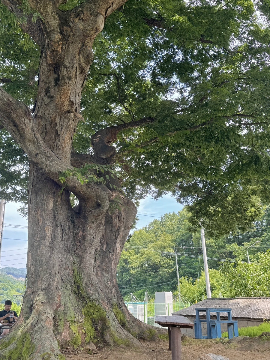 오늘의정원 사진 5