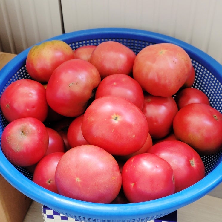  토마토 퓌레 만들기 귀차니즘 버전. 직접 졸이기 - 데치기 x, 껍질 벗기기 x