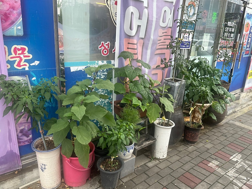 공단송림복어 사진 2