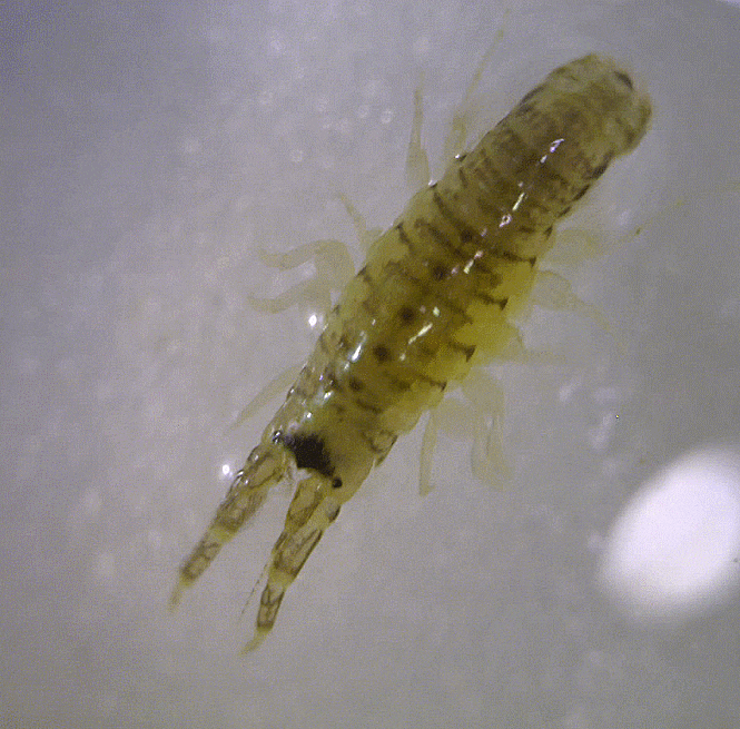  Corophiidae sp. (Amphipoda) 육질꼬리옆새우과-의 1종