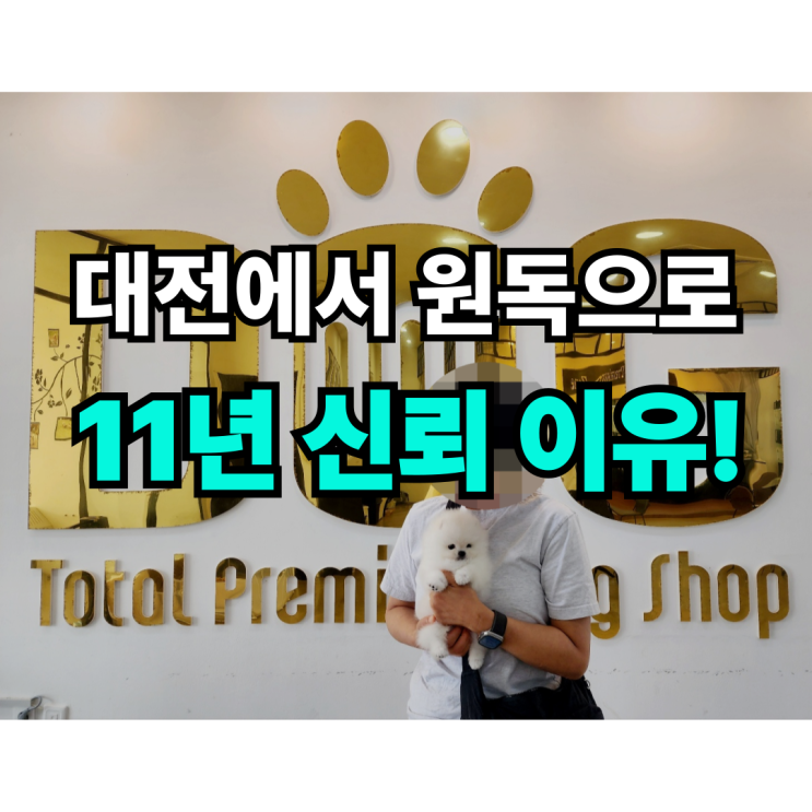  대전 세종 강아지 분양, 원독 애견분양 센터의 특별한 후기는 무엇일까? 포메라니안 분양 후기