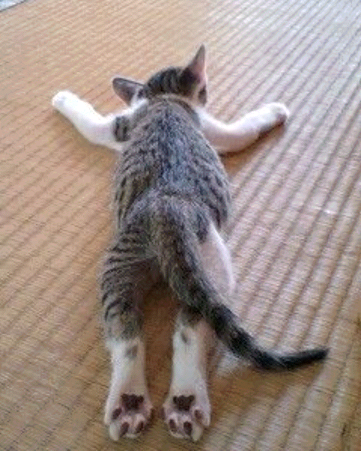  고양이 잠자는 자세로 알아보는 고양이 성격