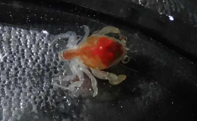 Ranina ranina  アサヒガニ  ( megalopa )  (아마) 닭게 의 메갈로파