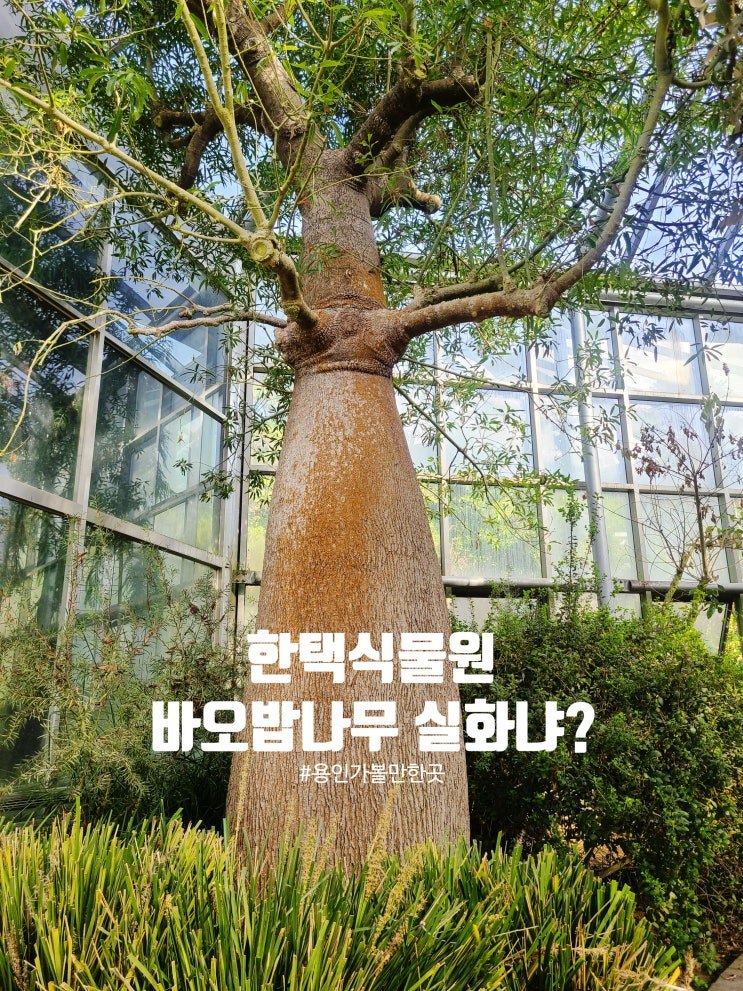  용인에서 바오밥나무를? 한택식물원 힐링 산책코스 정리