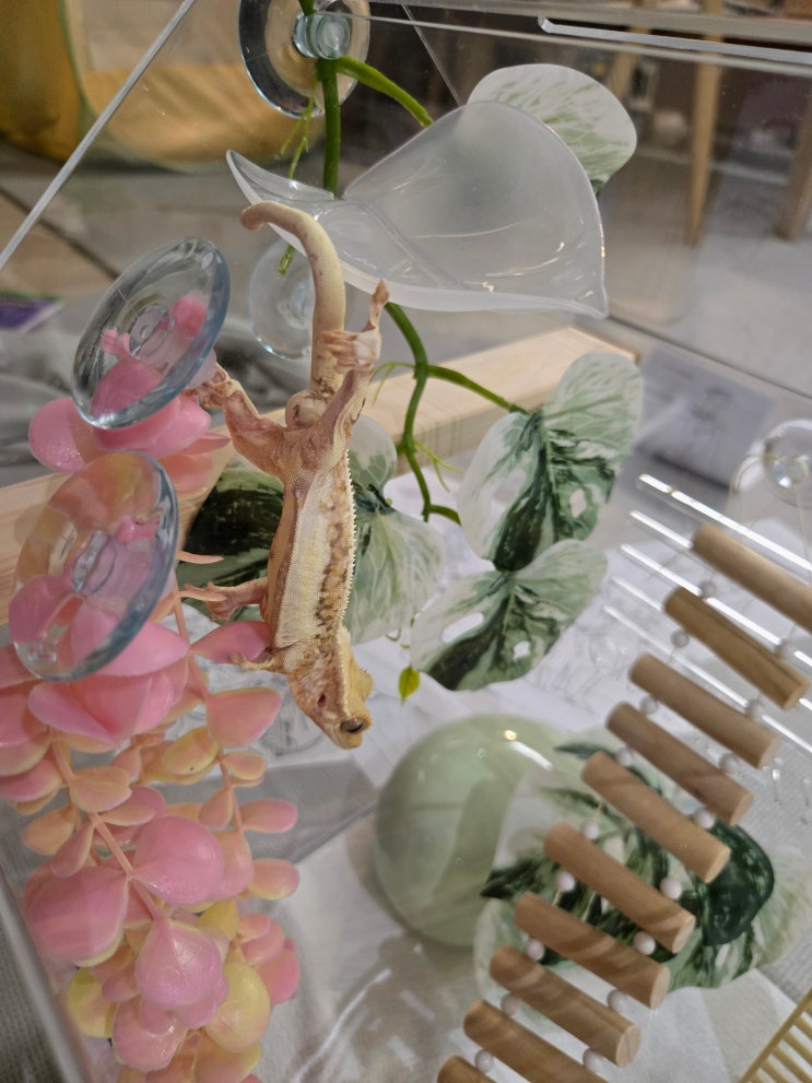  크리스티드 게코 도마뱀 입양 받음 (트익할과 카푸치노)