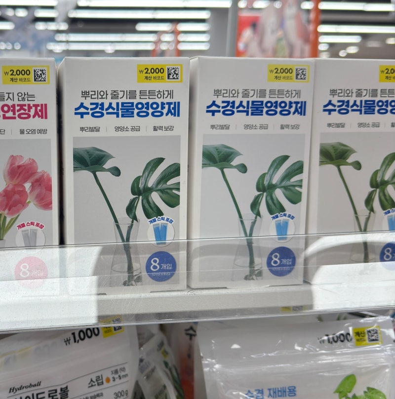 다이소 수경 식물영양제로 집에서 상추 모종 수경재배 도전 !