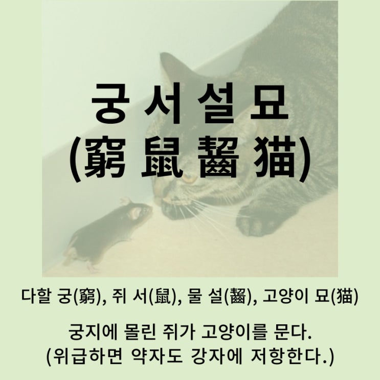  고사성어 뒤집어 보기 (83. 궁서설묘)