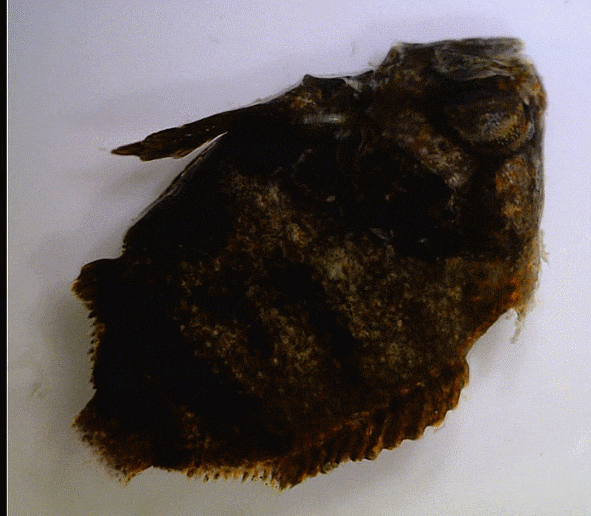  Lobotes surinamensis  (Tripletail: early juvenile) マツダイ 백미돔 자치어 촬영 모음