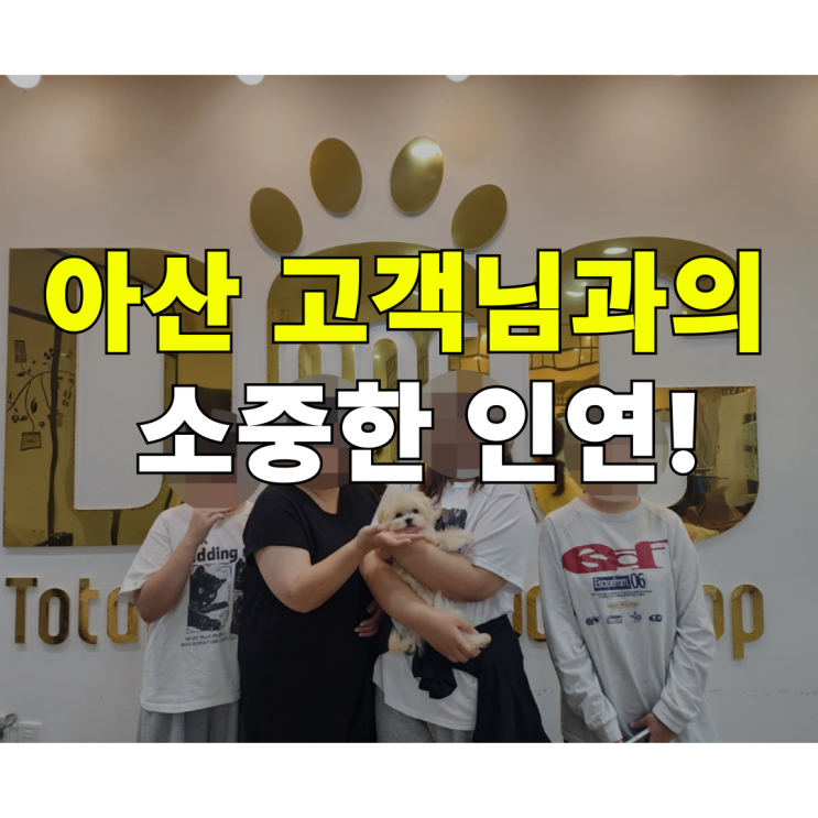  강아지분양 세종시 1위, 원독 애견분양 센터의 후기는? 아산에서 방문해주신 고객님의 말티푸 분양 후기