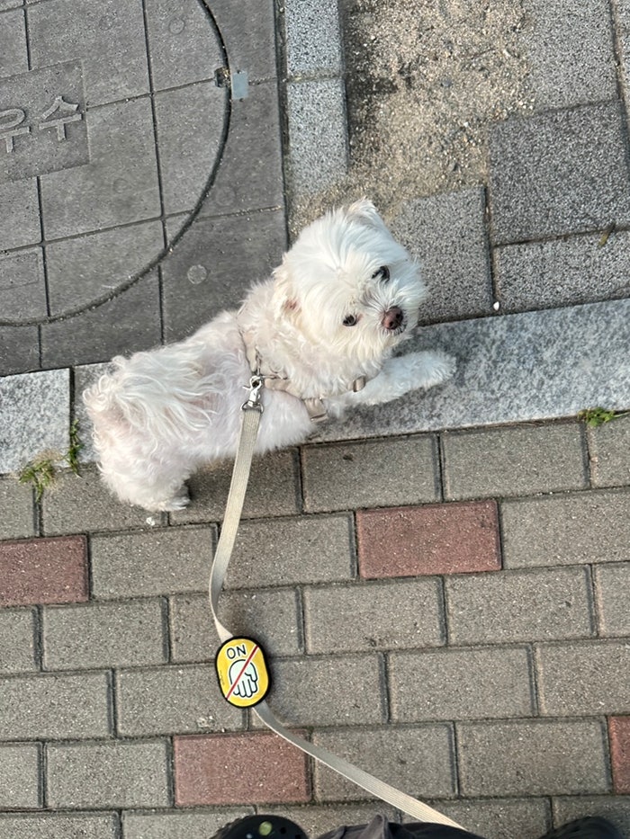 멍플