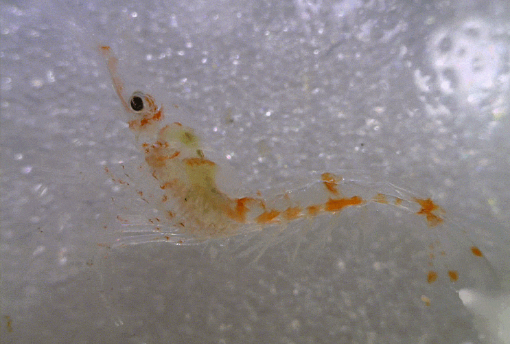  Solenoceridae sp. (early juvenile : solenocerid shrimp) 대롱수염새우과의 1종