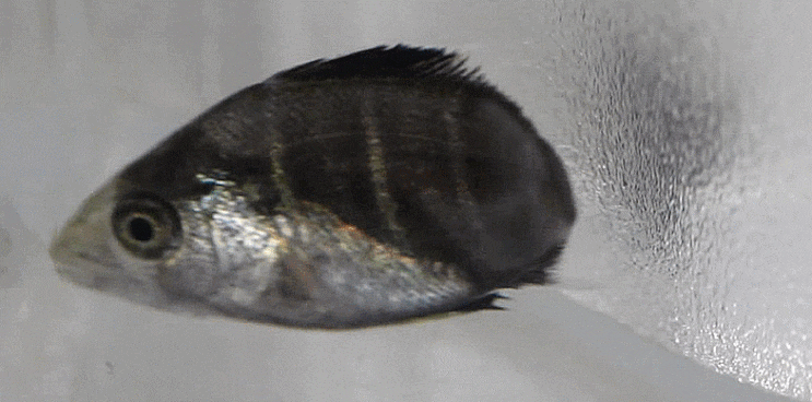  Lutjanus argentimaculatus  (early Juvenile ) ゴマフエダイ 붉은퉁돔