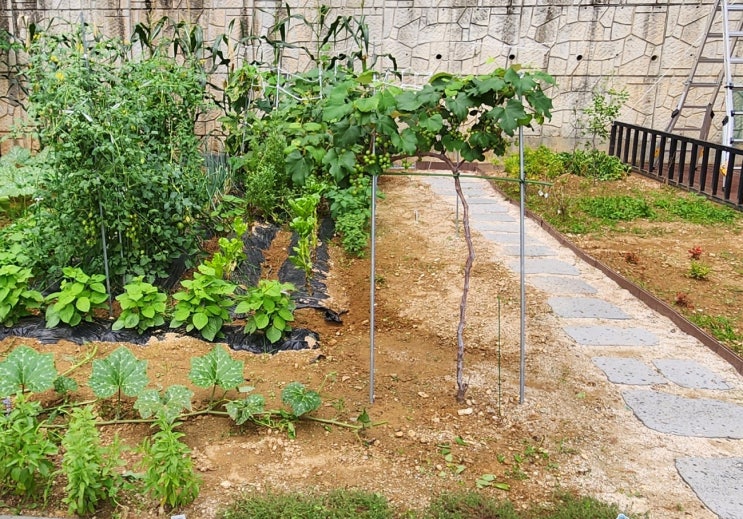  전원주택 10년차, 살면서 느낀 현실 장단점 (feat. 아파트 30년과 비교)