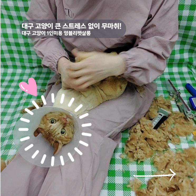  대구고양이미용 필요성 안전한 무마취1인미용 영블리펫살롱 가격정보