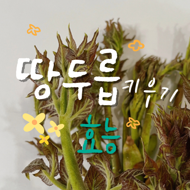  땅두릅 효능 뿌리 모종 키우기 재배