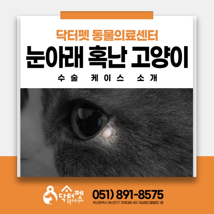  눈 아래에 혹 난 고양이 수술 케이스 부산 외과 동물병원