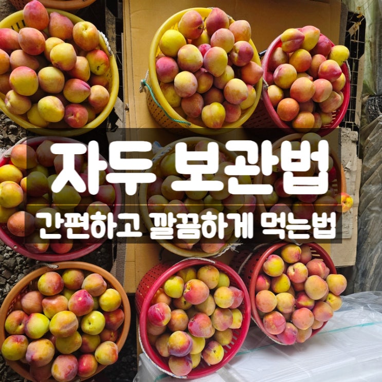  자두 보관법 먹는법 - 후무사 대왕 도담