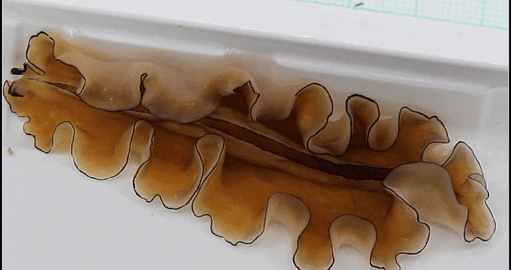  Platyhelminthes spp. (flatworms) 납작벌레-류 촬영 모음 (2023)