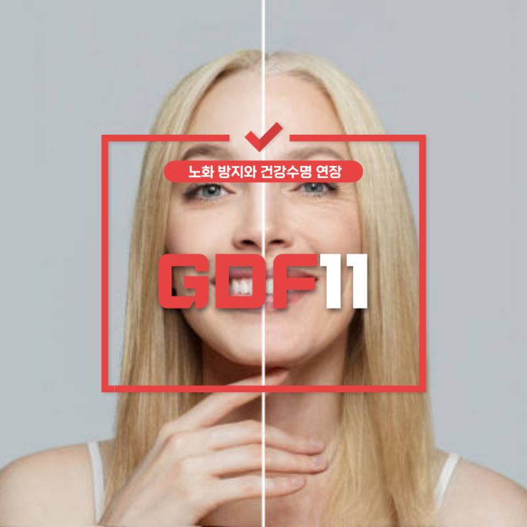  단백질 의약품 "GDF11" - 노화 관련 질환 치료의 미래
