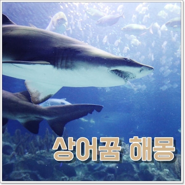 상어꿈 해몽 상어떼꿈 상어잡는꿈 태몽일까