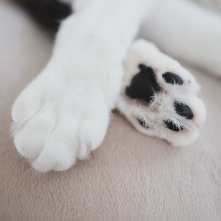  고양이 발바닥 젤리 그 꼬순내의 비밀