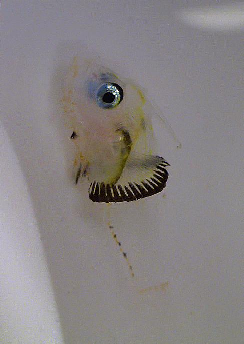  (possibly) Scorpaena neglecta (Larval stage)イズカサゴ 아마 살살치 의 자어