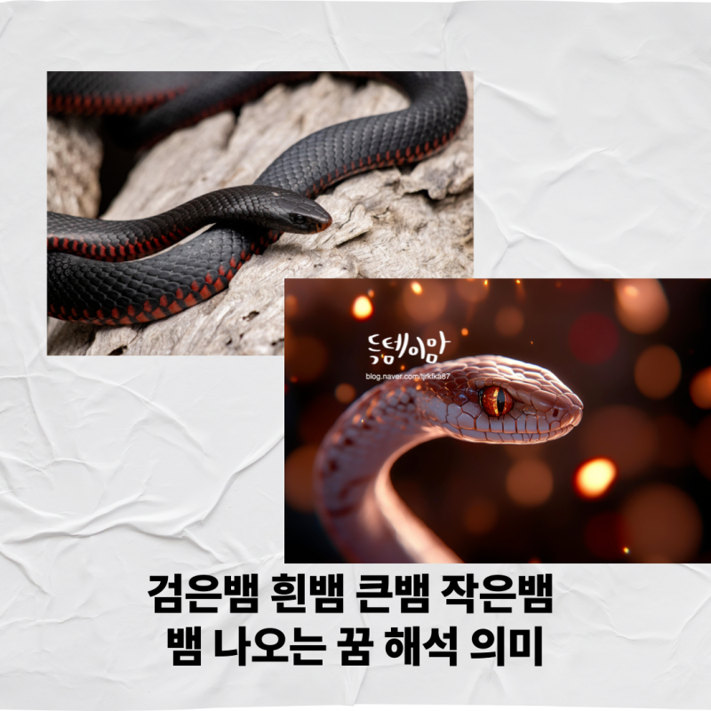 검은뱀 흰뱀 큰뱀 작은뱀 뱀 나오는 꿈 해석 의미