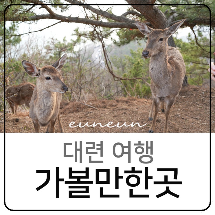  대련여행 가볼만한곳 연화산전망대 사슴 실버비치공원 다롄 명소