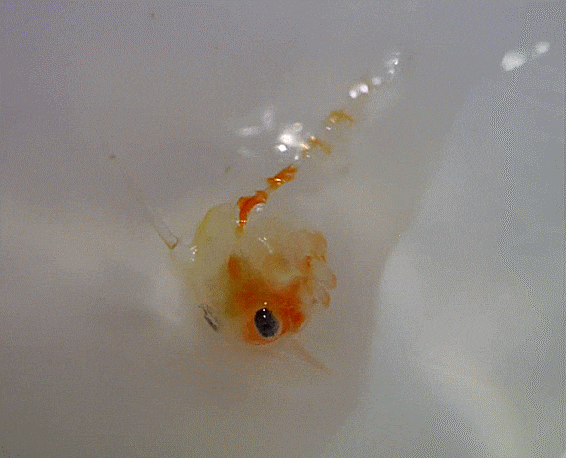  Brachyura (crab zoeae ) collection  게-류  조에아 모음