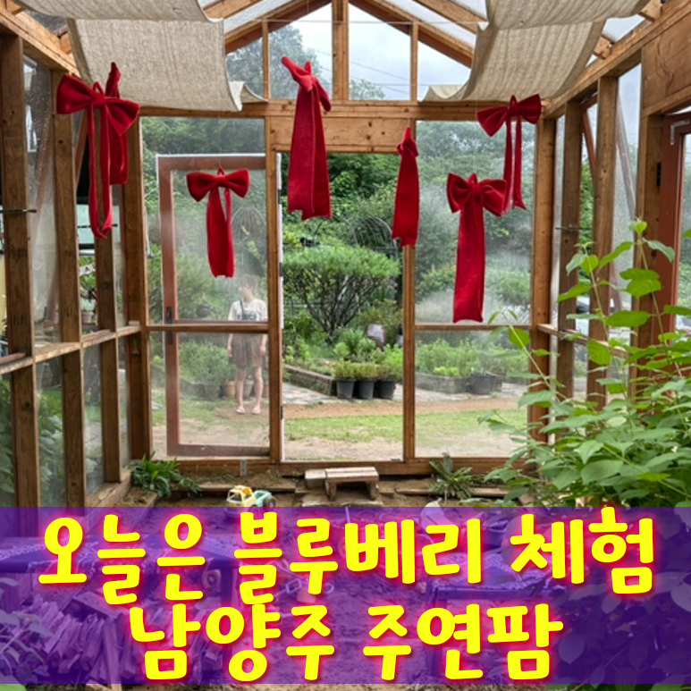[남양주 농장체험, 아이와 가볼만한 곳] 블루베리 수확 체험과 물놀이, 모래놀이가 가능한 체....