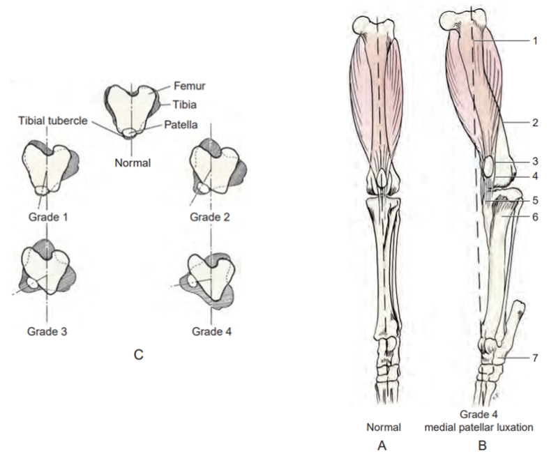 슬개골 탈구 등급별 다리 모양