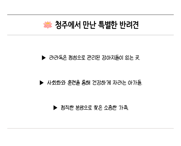  라라독 프리미엄 청주강아지, 청주포메분양의 아주 특별한 경험