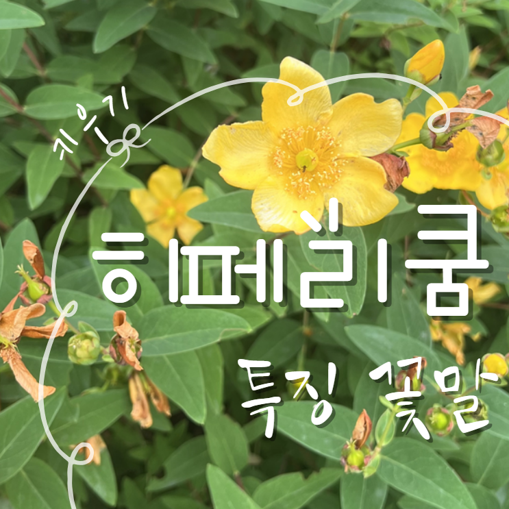  히페리쿰 꽃말 씨앗 키우기 ~ 특징