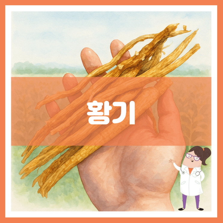  황기 효능 부작용 먹는 방법