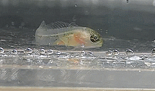  Opistognathidae sp. ulsan A (Larval- jawfish )후악치과 자치어A