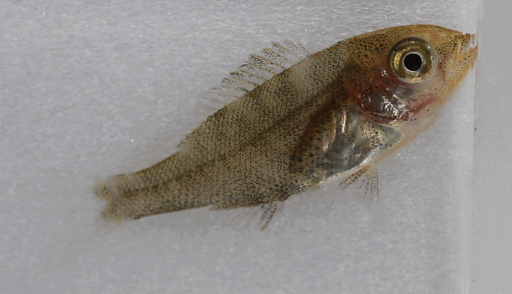  Lethrinus haematopterus  (early juvenile ) フエフキダイ 구갈돔