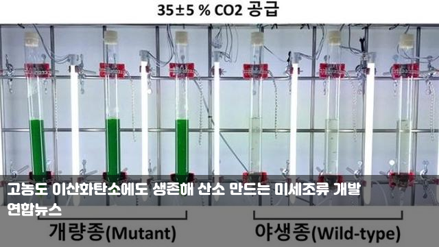 고농도 이산화탄소에도 생존해 산소 만드는 미세조류 개발... 