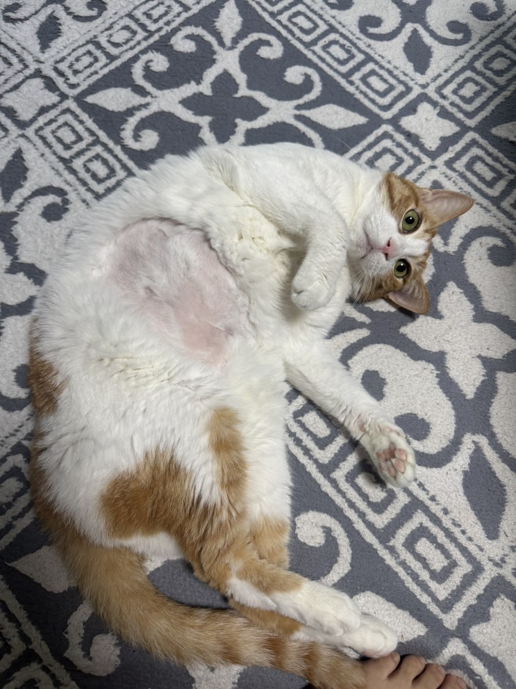  고양이 결장 림포마 결장 림프종 호스피스 일지 (D+65~D+72)