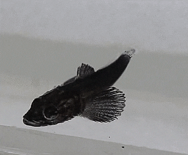 Cociella crocodilus  (Early Juveniles) イネゴチ 까지양태