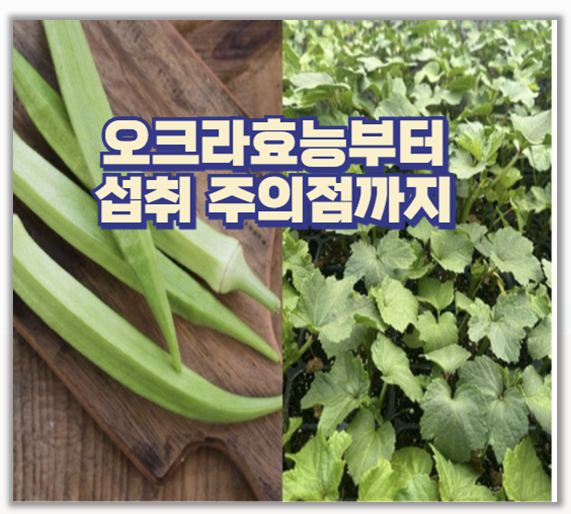  오크라 먹고 달라진 나의 건강 식이섬유 효과 직접 느껴봤어요