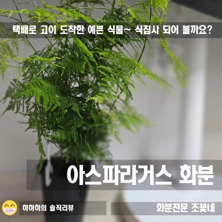  플랜테리어 식집사, 조꽃네에서 아스파라거스 나누스 주문해 봄