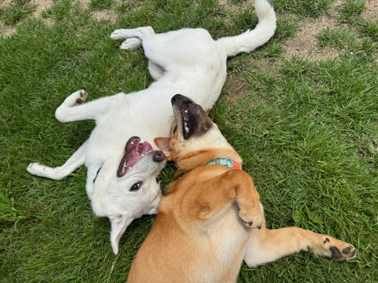   여름휴가, 어디에 맡기실 건가요? 산책 매너까지 생각하는 분당 애견호텔 라드독!