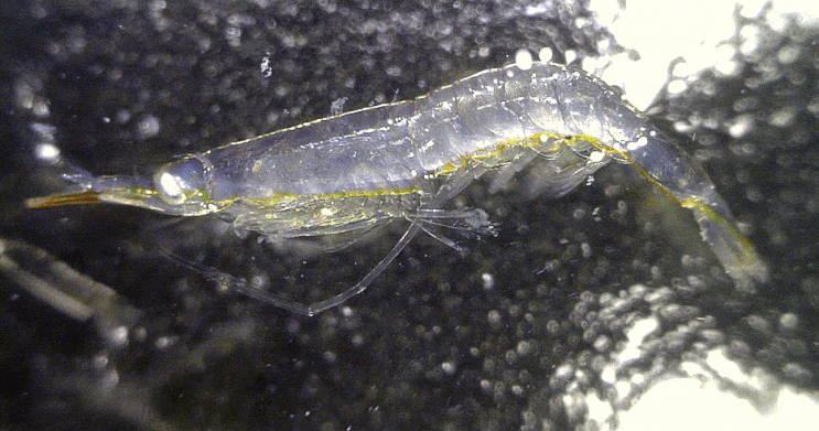  Penaeidae (Postlarvae) collection 보리새우과 후기 라바들 촬영 모음