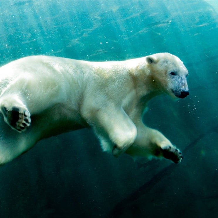  미국 일상 : 오하이오 콜럼버스 동물원 두 번째 방문기(Columbus Zoo and Aquarium)