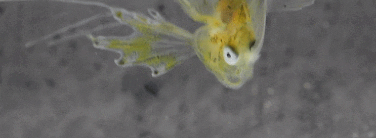  Lophius litulon (late larval stage) キアンコウ  황아귀 후기자어