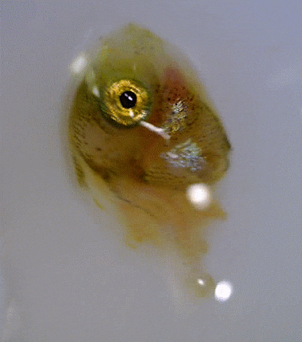  Rudarius ercodes(larval-early juveniles) アミメハギ 그물코쥐치