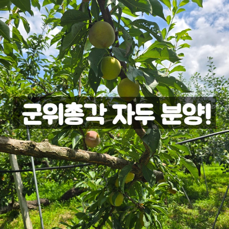  군위 자두 대왕 도담 분양 시작해요 by 군위총각