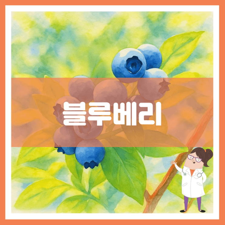  블루베리 효능 영양성분 부작용